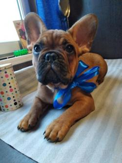 Чудесные щенки Французского бульдога ждут своих хозяев