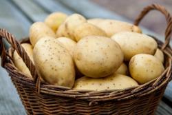 Продам картофель оптам