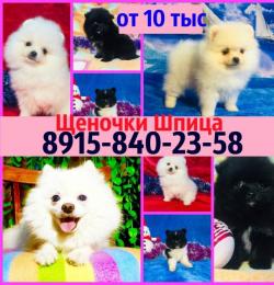 Красивые щеночки померанского шпица недорого
