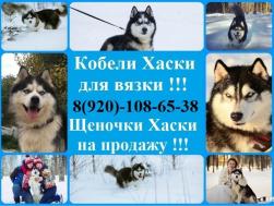 Яркие кобели хаски для вязки черно-белого окраса