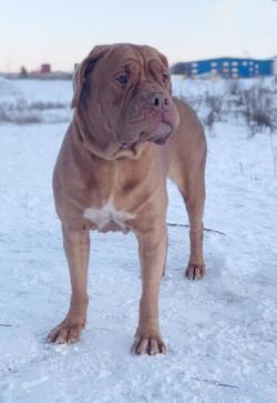 Бордоский дог Жозефина, ищет дом и любимого хозяина!