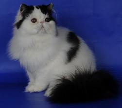 Очаровательные подрощенные котята