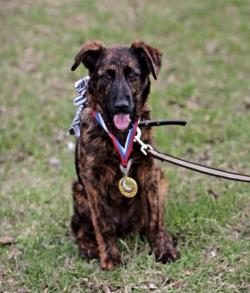 Щенки метисы овчарки в дар Щенки метисы овчарки в дар