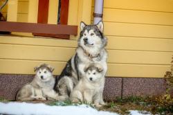 Элитные щенки Аляскинского маламута