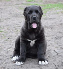 Резерв щенков САО (Алабай) из питомника