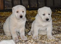 Высокопородные щенки Алабая (САО) Высокопородные щенки Алабая (САО)