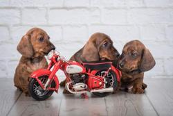 Щенки кроличьей миниатюрной таксы Щенки кроличьей миниатюрной таксы