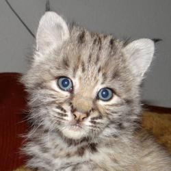 Котятки Канадских рысят и Европейских