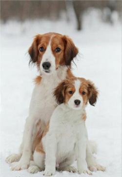 Щенок койкерхондье