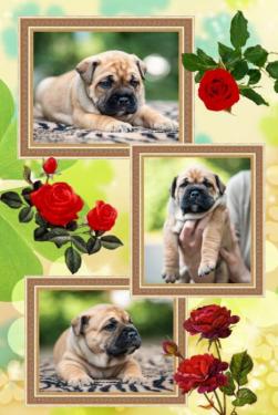 Чудесная девочка породы Ка де бо