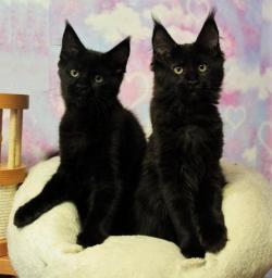 Котята Мейн-кун, разные окрасы