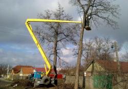 спил дерева