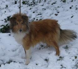 Шелти соболиного окраса и триколор