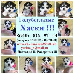 Серо-белые и черно-белые голубоглазые хасята