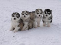 Продам щенков Хаски. Продам щенков Хаски.