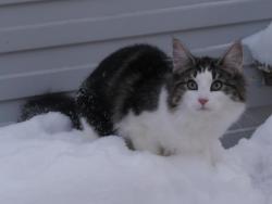 Продам чистопородных норвежских лесных котят