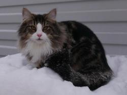 Шикарные норвежские лесные котята Шикарные норвежские лесные котята