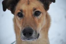 Собака отдается бесплатно в хорошие руки Собака отдается бесплатно в хорошие руки