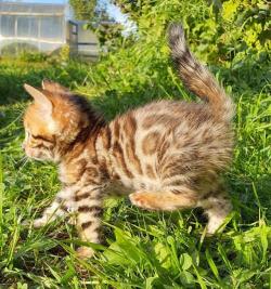 Бенгальские котята. Котлас Бенгальские котята. Котлас