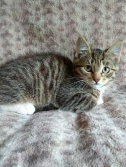 Очаровательные котята в дар.