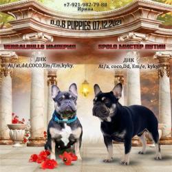 Французские бульдожки. Щенки