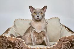 Котик Европейской Бурмы