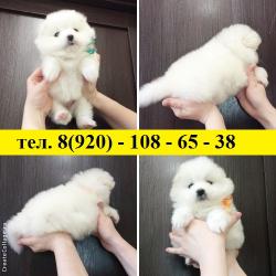Красивые белоснежные самоедики