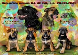 Щенки (разнополые) Ка Де Бо