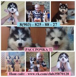 Черно-белые хасята с голубыми и разными глазами