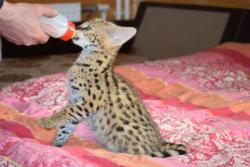 Домашние котята Сервала, с документами Домашние котята Сервала, с документами