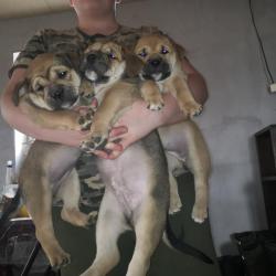 Очаровательные щенки Ка де бо (девочки) Очаровательные щенки Ка де бо (девочки)