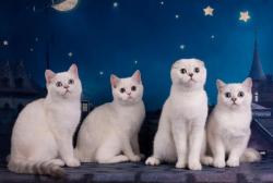 Котята Шотландские от элитной титулованной пары