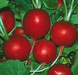Семена редиса Rosso Gigante Sardo Семена редиса Rosso Gigante Sardo
