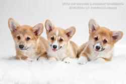 Щенки вельш корги пемброк