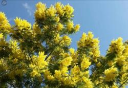 Мимоза опт и мелкий опт из Абхазии