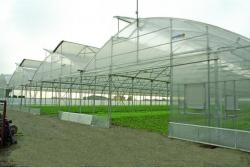 Теплица промышленная/фермерская MULTY