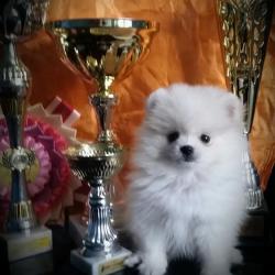 Щенки щпица померанского