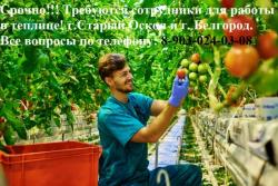 Требуются овощеводы