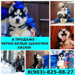 Красивые яркие щенята  сибирской хаски