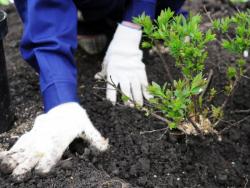 Садовник в Севастополе Садовник в Севастополе
