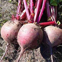 Свекла крупная от алтайского производителя