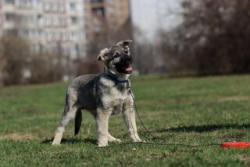 щенок метис овчарки в добрые руки