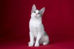 Котята метисы британца