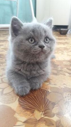 Котята короткошерстные британские