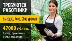 Набор сотрудников по выращиванию урожая в теплицах