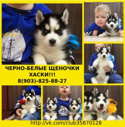 Продажа щенков хаски