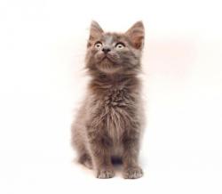 котенок домовенок в дар