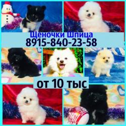 Разных окрасов щеночки померанцы