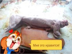кролики бельгийский великан