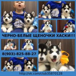Хасята яркого черно-белого окраса